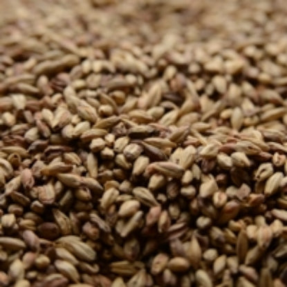 Indulge in 50 lb Briess Victory Malt