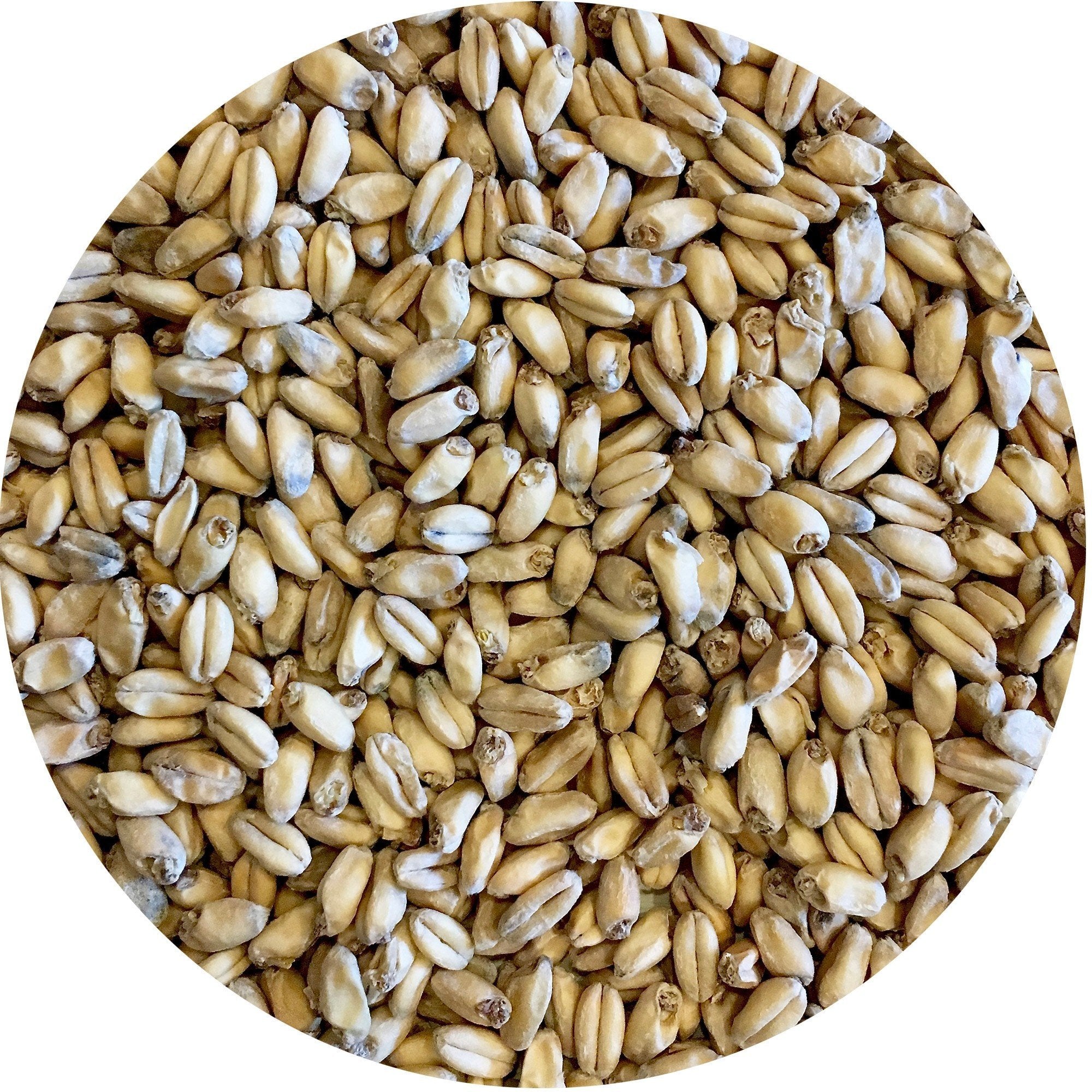 Mecca Grade Shaniko White Winter Wheat Malt - 1 lb