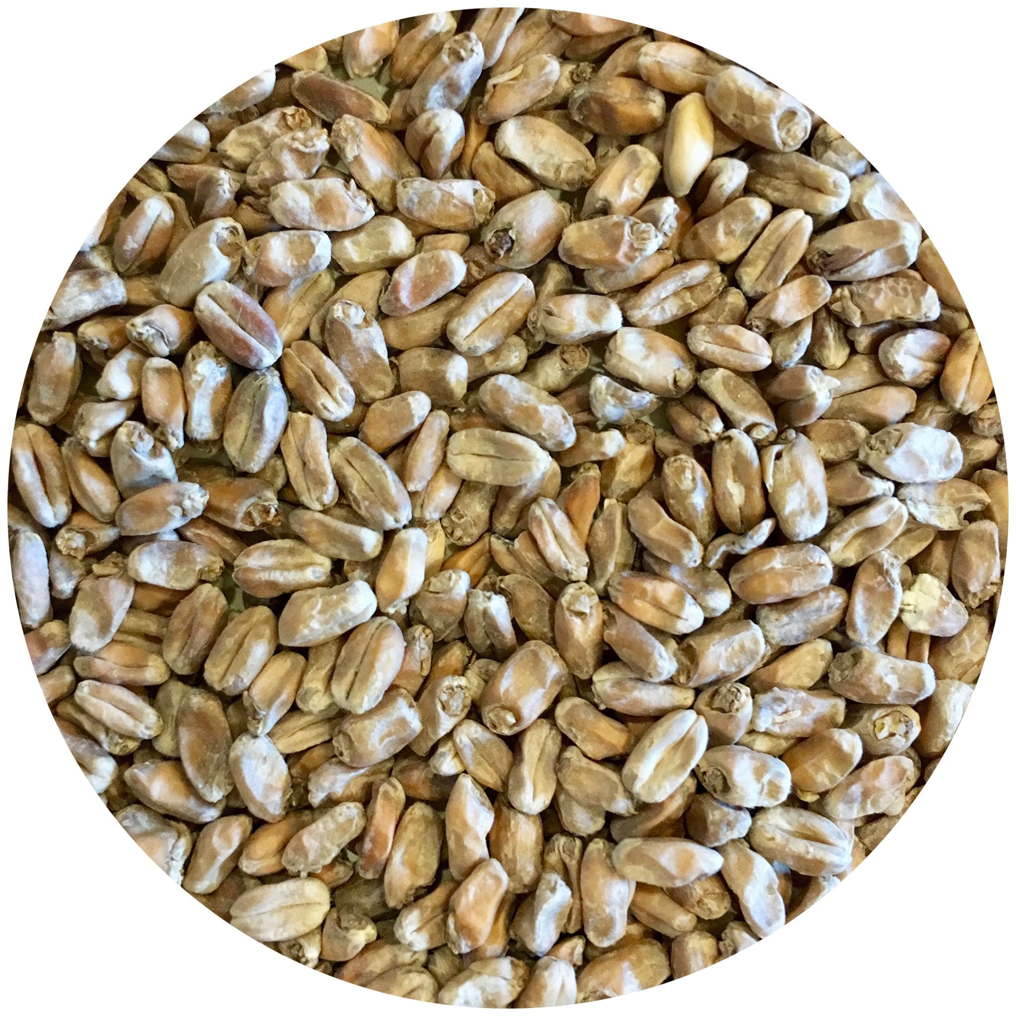 Irresistible Mecca Grade Wickiup Hard Red Spring Wheat Malt - 1 lb