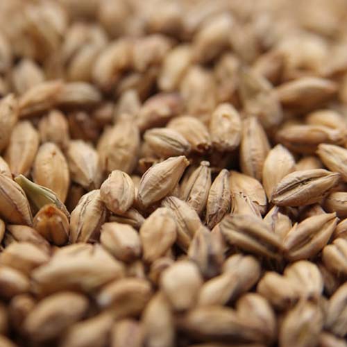Weyermann Pale Ale Malt - 55 lb Bag: A Brewmaster's Delight!